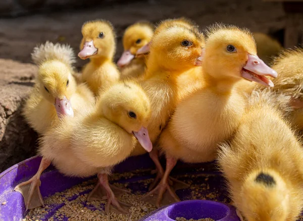 A group of ducklings. Cute beautiful yellow ducklings drink water, eat grain and walk outdoors. Young birds. Agriculture, poultry. Household. Growing poultry at home.