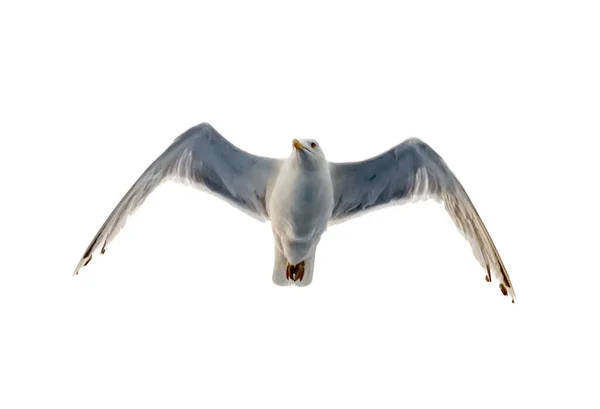 Sea Gull Flies Sky Bottom View Background Clouds Silhouette Seagull — Stock Photo, Image