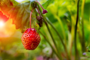 Çilekler büyür ve bahçede olgunlaşır. Sırttaki yeşil yaprakların arka planına karşı. Güneş yaprakların arasından doğuyor..
