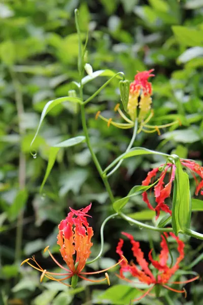 Rote Orchidee Auf Einem Hintergrund Aus Baumblättern Großaufnahme Tropische Pflanze — Stockfoto