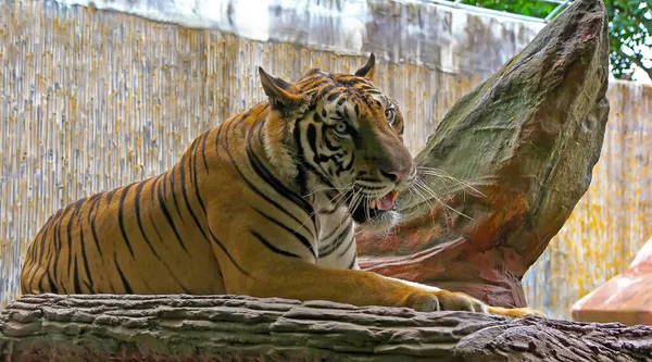 Tigre Yace Sobre Una Piedra Que Descansa Cerca Una Roca — Foto de Stock