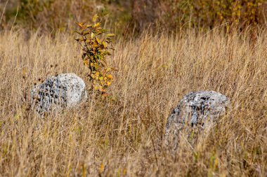Terk edilmiş mezarlık. Sonbaharda eski Yahudi mezarlığı. Mezarlıktaki kuru otların arka planında mezar taşları. Yahudi mezarlığı Ukrayna 'nın Satanov kentindeki bir kirkut..