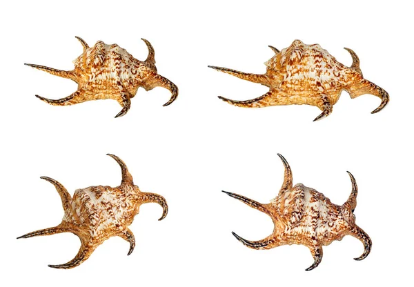 Siput Laut Besar Stok Foto Siput Laut Besar Gambar Bebas Royalti Depositphotos