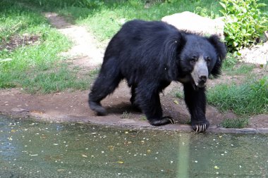 Amerikan kara ayısı Ursus americanus, daha önce Euarctos americanus olarak bilinen, Kuzey Amerika 'da yaşayan orta büyüklükte bir ayıdır.