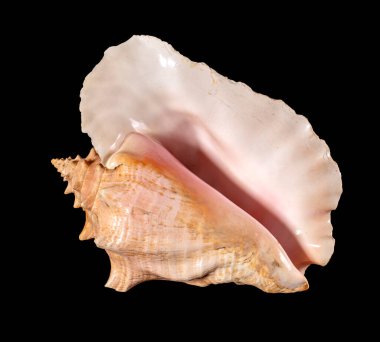 Deniz kabuğu izole. Cassis cornuta, Cassidae familyasından çok büyük bir deniz salyangozu türü olan Cassidae familyasından bir deniz salyangozu türüdür.