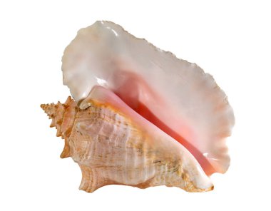 Deniz kabuğu beyaz bir arkaplanda izole edilmiş. Güzel deniz kabuğu yakın plan. Lobatus Strombus Gigas. Kraliçe deniz kabuğu