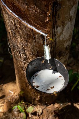Doğal kauçuk lateks, Hevea ağacından kauçuk çıkarma. Hevesden çıkan beyaz sütlü lateks kesikten özel bir kaseye akar. Plastik bir ağaçtan alınan lateks..