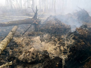 Peatlands are on fire. Forest fire and its consequences. Smoke black earth burnt. Burnt tree trunks and ashes. Charred branches. clipart