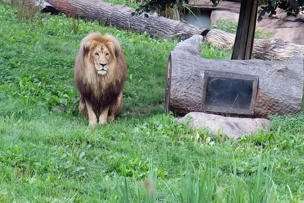 狮子在动物园绿草的背景上 狮子在绿草的背景上 有豪华鬃毛的狮子 — 图库照片