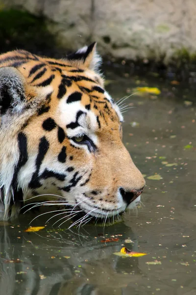 Тигр Голова Тигра Воде Крупным Планом Тигр Плавает — стоковое фото
