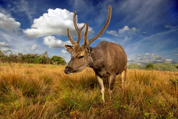 Geyik güzel gökyüzü ve bulutların arka planında. Arka planda bir orman ve bir ağaç var. Horton Plains Ulusal Parkı ormanlarında bir sambar geyiği. Tüylü boynuzları olan geyik ağızlık yakın plan..