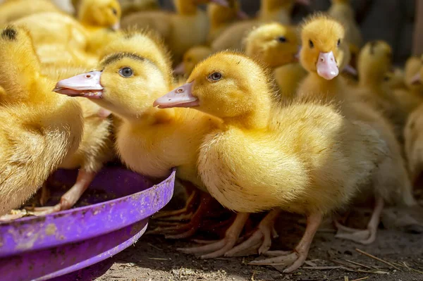 Grupo Patinhos Bonitos Patinhos Amarelos Comem Grãos Andam Livre Pássaros Fotografias De Stock Royalty-Free
