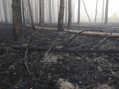 Peatlands yanıyor. Orman yangını ve sonuçları. Kara toprak dumanı yandı. Yanmış ağaç gövdeleri ve külleri. Kömürleşmiş dallar.