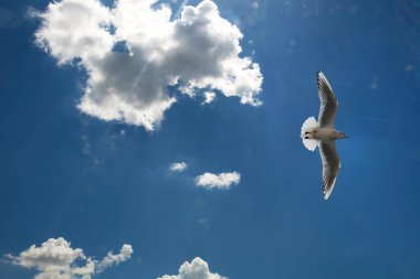 Deniz martıları gökyüzünde uçuyor. Bir martının bulutların siluetinin arkaplanındaki alt görünüm.