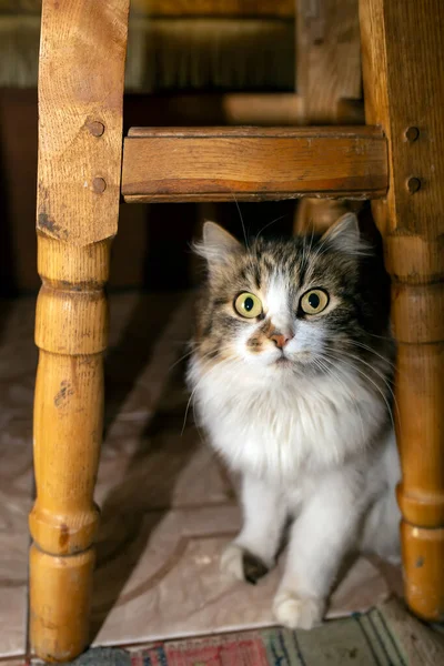 一只灰白色的猫坐在凳子下 漂亮的家猫在地板上俯瞰 — 图库照片