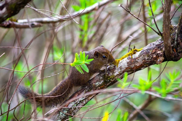 一只花栗鼠或棕榈松鼠坐在树枝上 霍顿平原斯里兰卡国家公园特写 — 图库照片