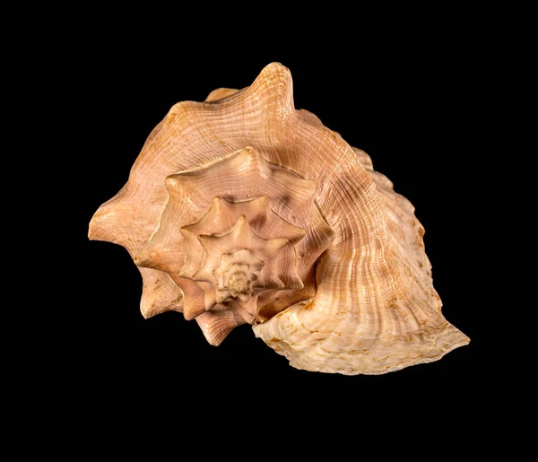 Deniz Kabuğu Izole Cassis Cornuta Cassidae Familyasından Çok Büyük Bir — Stok fotoğraf