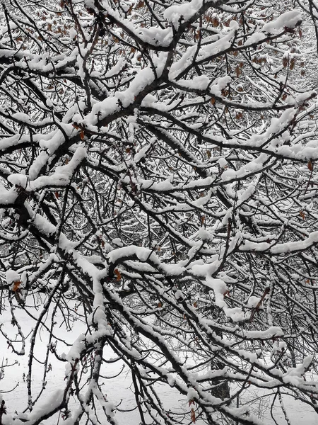 Tree Branches Snow Background Texture Closeup Stock Image