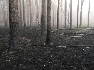 Orman yangını ve sonuçları. Kara toprak dumanı yandı. Yanmış ağaç gövdeleri ve külleri. Kömürleşmiş dallar.