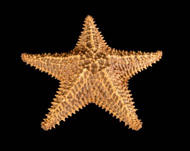 Kahverengi denizyıldızı siyah arka planda izole edilmiş. Yakın plan. Üst görünüm