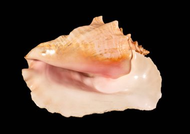 Deniz kabuğu izole. Cassis cornuta, Cassidae familyasından çok büyük bir deniz salyangozu türü olan Cassidae familyasından bir deniz salyangozu türüdür.