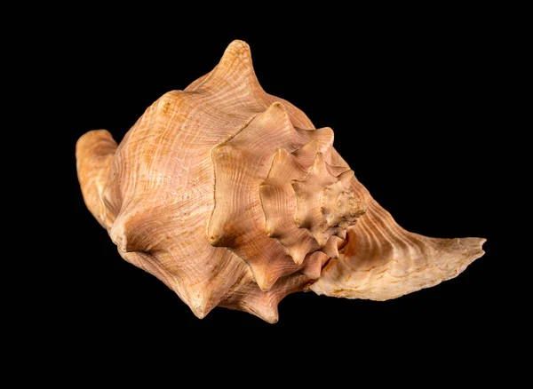 海贝壳隔离 仙人掌 Cassis Cornuta 俗称角形头盔 是一种非常大的海螺 是仙人掌科的一种海洋腹足类软体动物 也就是角形头盔壳 — 图库照片