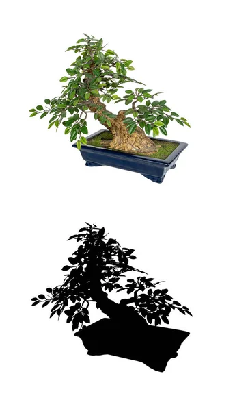 Bonsai Baum Isoliert Auf Weißem Hintergrund Bonsai Silhouetten Die Japanische — Stockfoto