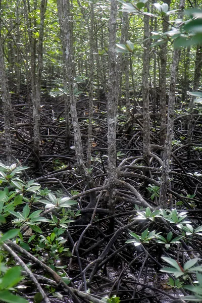 Radici Degli Alberi Mangrovie Vicino Dopo Bassa Marea Foreste Mangrovie — Foto Stock