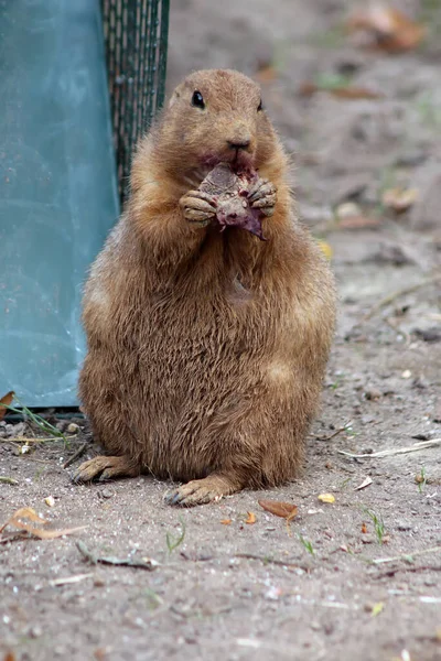 Beaver Come Beterraba Vermelha Cenoura Bonito Pequeno Animal Come Legumes — Fotografia de Stock