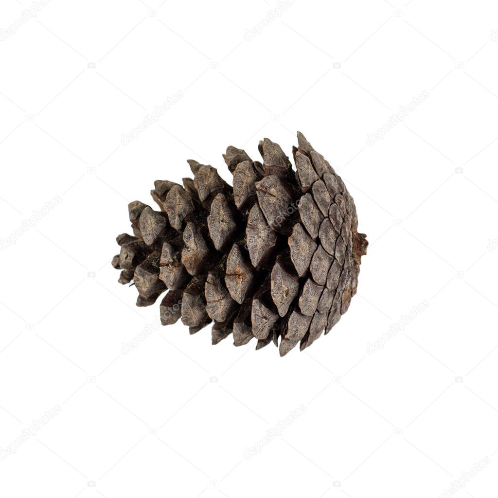 Big cone with pine or spruce tree. Isolated on a white background.