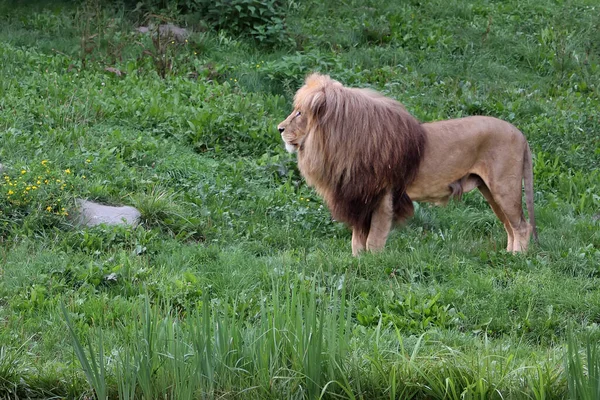 狮子在绿草的背景上 狮子的形象在绿草的背景上 有豪华鬃毛的狮子 — 图库照片