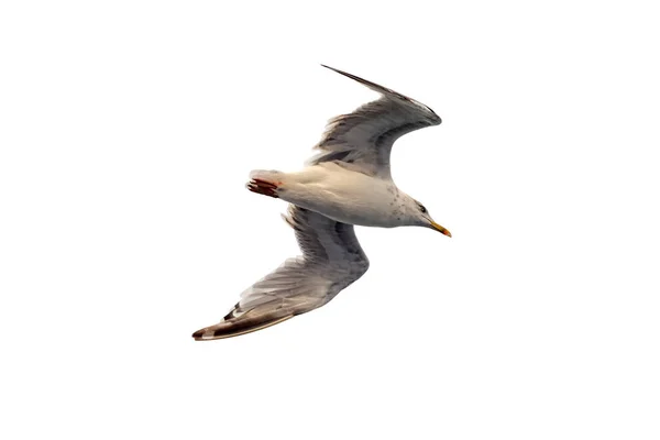 Gaivota Mar Voa Céu Vista Inferior Sobre Fundo Silhueta Nuvens — Fotografia de Stock