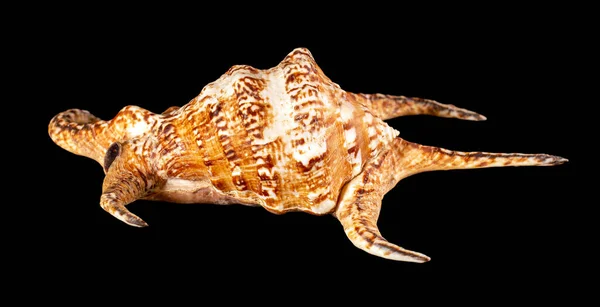 Siput Laut Besar Stok Foto Siput Laut Besar Gambar Bebas Royalti Depositphotos