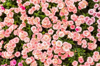 Karanfil çiçekleri, çok güzel bir manzara. Karanfiller serada yetişir. Yukarıdan bak. Duvar kağıdı, doku arkaplanı