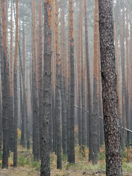 Δέντρα Στο Δάσος Κατά Την Ομίχλη Όμορφη Υφή Εικόνας Φόντου — Φωτογραφία Αρχείου