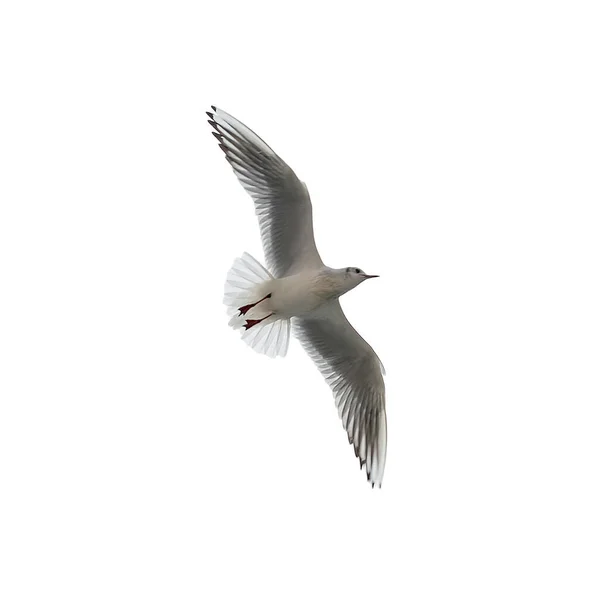 Sea Gull Flies Sky Bottom View Background Clouds Silhouette Seagull — Stock Photo, Image