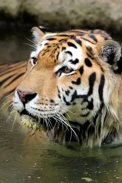 Голова Тигра Тигр Плавает Тигр Воде Крупным Планом Отводя Взгляд — стоковое фото