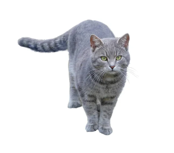 Cat Gray Stands Isolated White Background — Stock Photo, Image