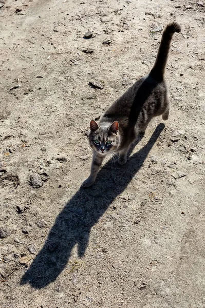 Kattsilhuett Eller Kattskugga Katt Gatan Solig Dag Trädgård Katt — Stockfoto