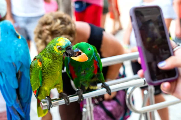 Bunte Papageien Küssen Sich Zwei Schöne Papageienvögel Hand Mit Dem — Stockfoto
