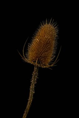 Kuru devedikeni siyah arka planda izole edilmiş. Yakın plan..