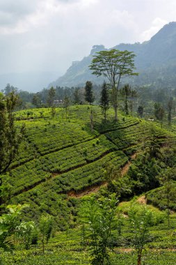 Çay çalı bitkisi çiftlikleri. Çayın yetiştiği tepeler. Sri Lanka Seylan.