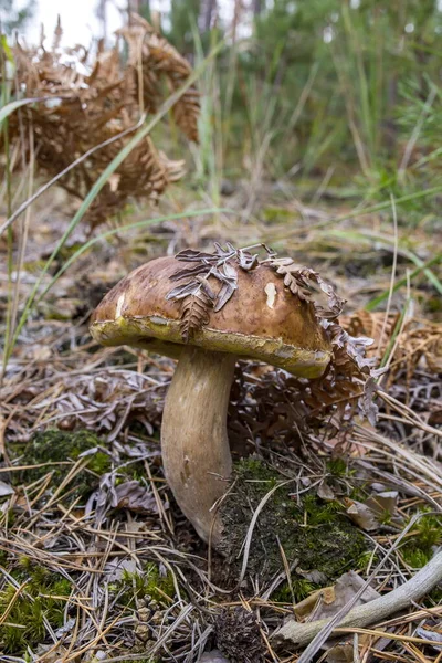 Pilze Sammeln Wald Frühherbst Letzte Sonnige Sommertage Pilze Und Beeren — Stockfoto