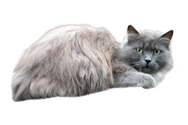 Gato Gris Encuentra Aislado Sobre Fondo Blanco —  Fotos de Stock