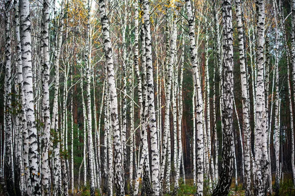 Όμορφο Φθινόπωρο Δάσος Σημύδας Πολύχρωμο Φωτεινό Φλοιό Της Λευκής Σημύδας — Φωτογραφία Αρχείου