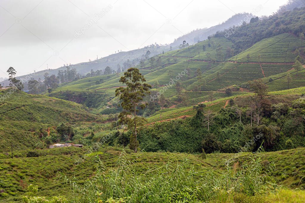 Tea tree plantations. The hills where tea is grown. Sri Laika Ceylon.