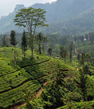 Çay çalı bitkisi çiftlikleri. Çayın yetiştiği tepeler. Sri Lanka Seylan.