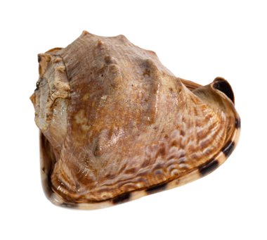 Deniz kabuğu izole. Cassis cornuta, Cassidae familyasından çok büyük bir deniz salyangozu türü olan Cassidae familyasından bir deniz salyangozu türüdür.
