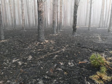 Orman yangını ve sonuçları. Kara toprak dumanı yandı. Yanmış ağaç gövdeleri ve külleri. Kömürleşmiş dallar.