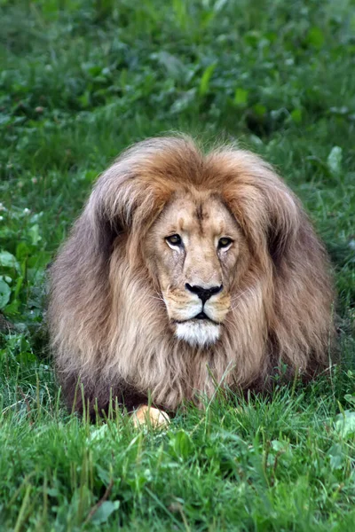 Portrait of a lion on a background of green grass. Lion close-up. Looking away. The figure of a lion on a background of green grass.